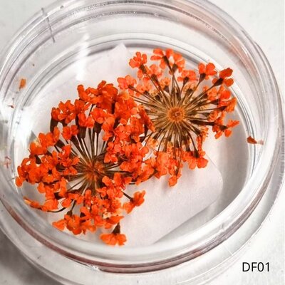 Dried Flowers DF01